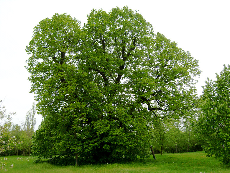 Scharflinde Scharflinde